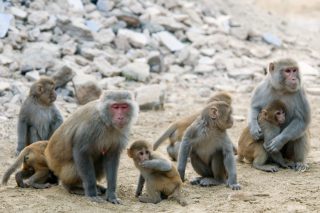 Rhesus_macaque_Macaca_mulatta_2154440309-2