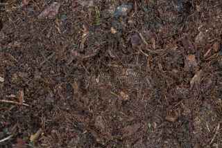 dark-brown-humus-forest-soil-dark-brown-humus-forest-soil-background-141114295